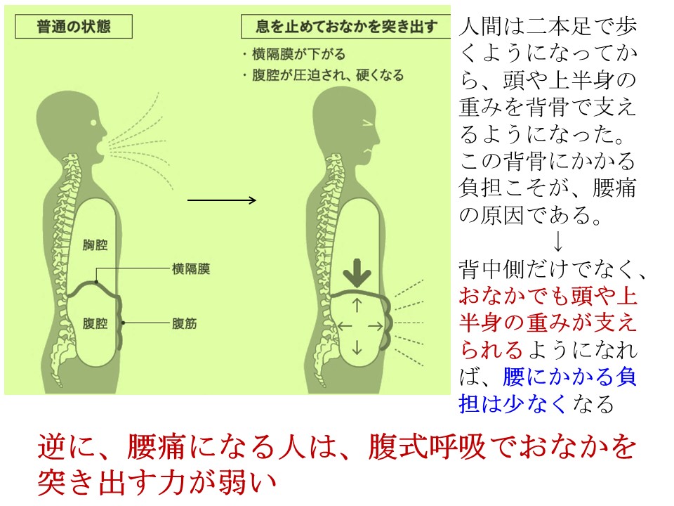 腹を突き出す力が弱いと腰痛になりやすい 戸田整形外科リウマチ科クリニック