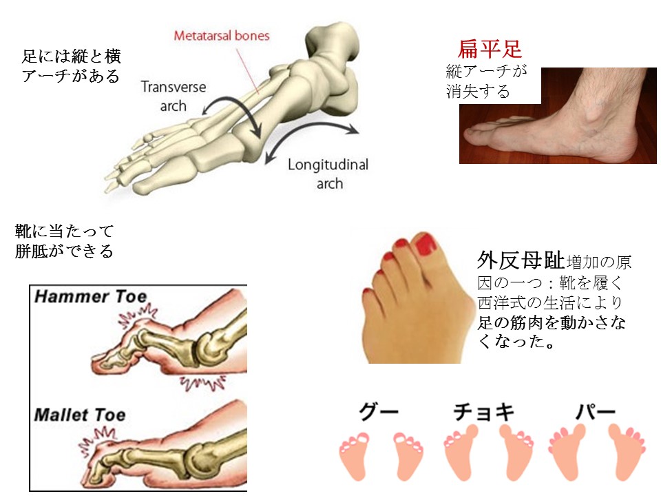 足の指をよく動かすと足の痛みがとれることが多い 戸田整形外科リウマチ科クリニック