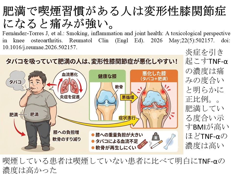 肥満で喫煙習慣がある人は変形性膝関節症になると痛みが強い。