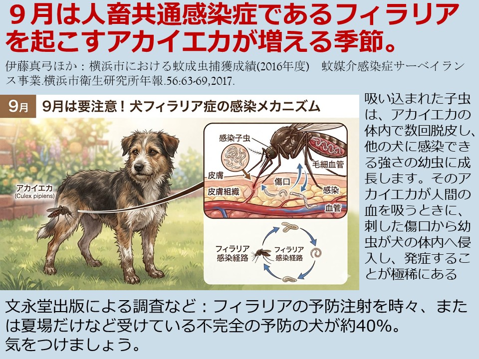 9月は人畜共通感染症であるフィラリアを起こすアカイエカが増える季節。
